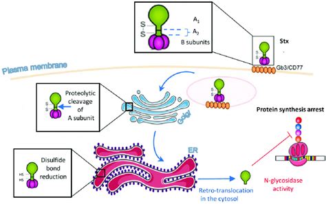 Overview Of The Intracellular Trafficking Of Stxs Stx Binds To Gb3 On