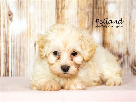 Maltipoo Small Animal Cream Id8601 Located At Petland Mall Of Georgia