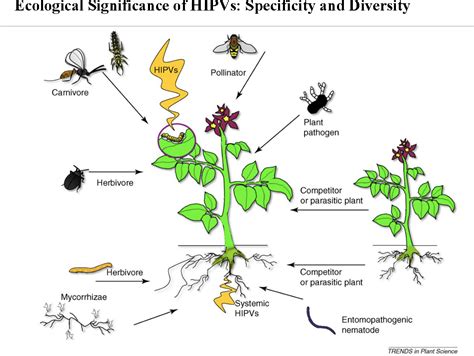 Figure 6 From Inducible Defenses In Herbivore Plant Interactions