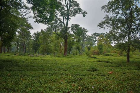 Rejuvenate around Palampur Tea Gardens