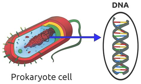 Structure Of Nucleic Acid