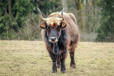 Auroch vs Cow - A-Z Animals