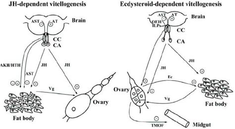 Hormones influencing vitellogenesis in JH- and ecdysteroid-dependent ...