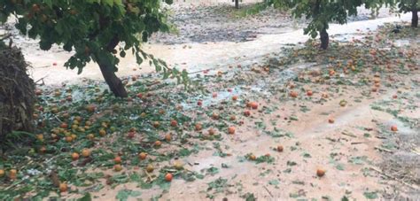 La Panorámica Noticias El granizo destroza albaricoqueros cereales y