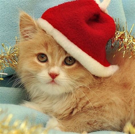 Фото Новогодних Котов — Photoby.Ru
