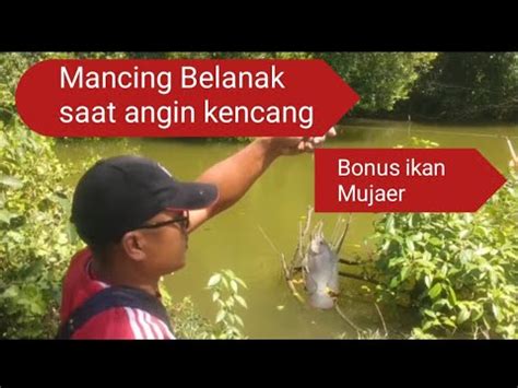 Mancing Belanak Saat Angin Kencang Youtube