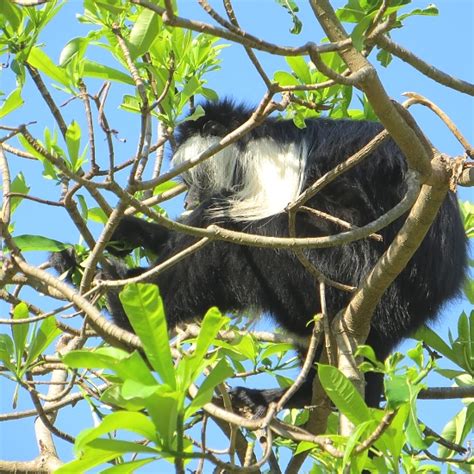 Udzungwa Mountains Park