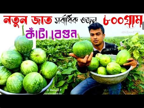 কট বগনর নতন জত Begun cas er porichorja বগন চষ পদধত Brinjal