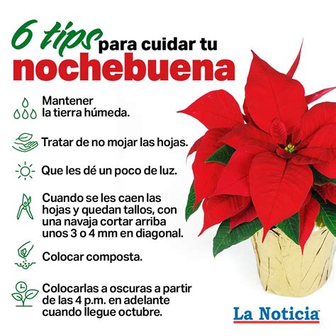 Flor De Nochebuena ¿tips Para Cuidar Tu Planta Y Que Florezca