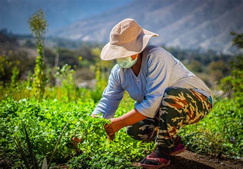 MUJERES RURALES GESTORAS DE LOS SISTEMAS ALIMENTARIOS Y PORTADORAS DE