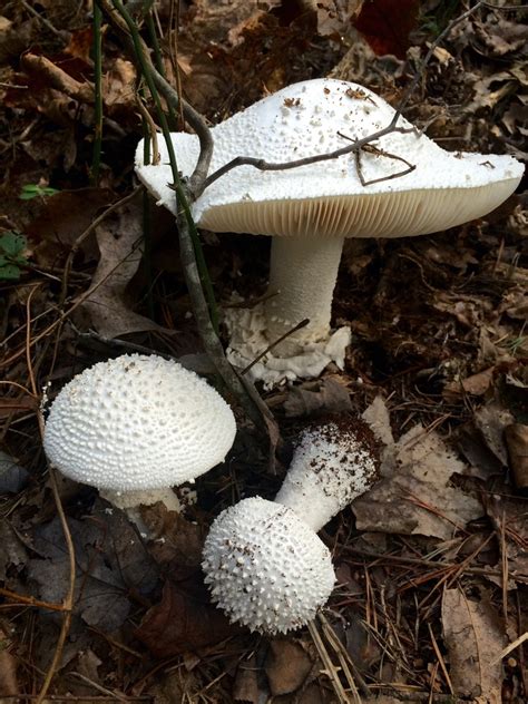 Amanita polypyramis (Many Warts) | North Carolina Extension Gardener ...