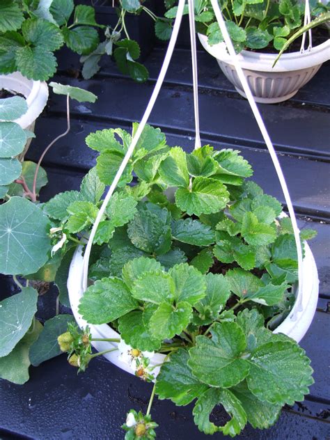 Strawberry Plants | Aquaponic Lynx LLC