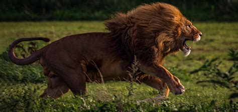 Top Imagen Datos Curiosos Sobre Leones Abzlocal Mx