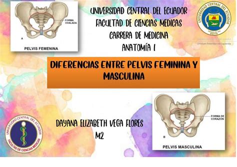 Diferencias Entre Pelvis Masculina Y Femenina Dayana Elizabeth Vega