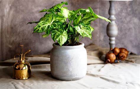 8 Incredible Syngonium Plant Benefits Arrowhead Plant