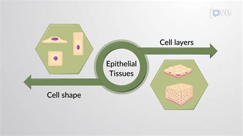 Classification Of Epithelial Tissues Overview Concept Anatomy And Physiology Jove