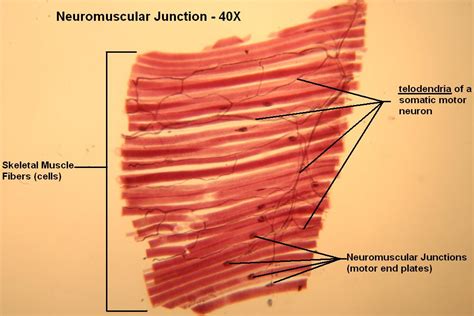 Neuromuscular Junction Tutorial Histology Atlas For Anatomy And