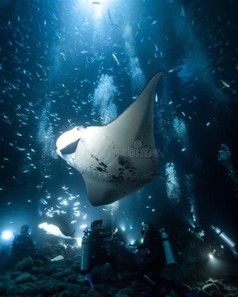 Kona Manta Ray Dive Stock Image Image Of Organism Kona 103974615