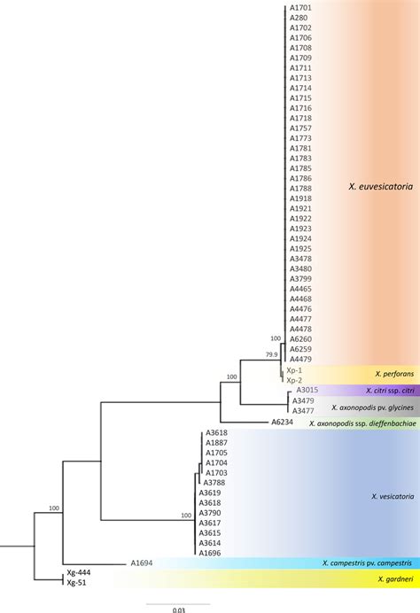 Phylogenetic Analyses Of Xanthomonas Euvesicatoria Isolates Using Type