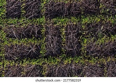 Paving Slabs Covered Dry Grass Space Stock Photo Shutterstock