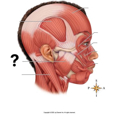 Facial Muscles Flashcards Quizlet