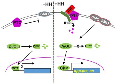 Mechanisms Of Smoothened Regulation In Hedgehog Signaling