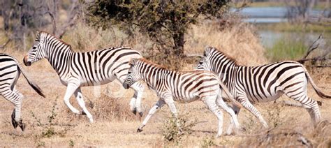 Zebra Stampede Stock Photo | Royalty-Free | FreeImages