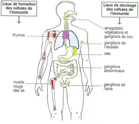 LOhayonSVT 1EDS SVT immunite chap 1 immunité innée