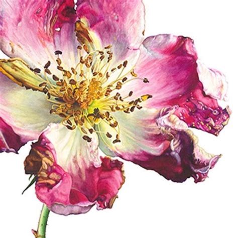 Pin By Lynne Rosenthal On Botanicals In Watercolor Flower Art