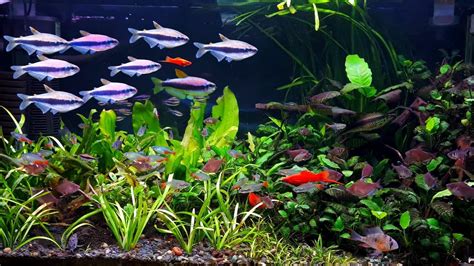 Planted Community Aquarium Ft Schooling Blue Emperor Tetras