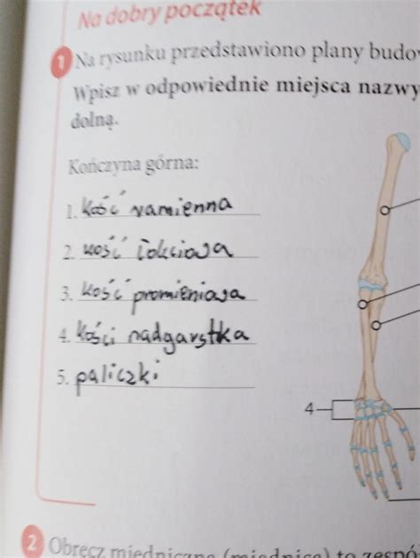 Na Rysunku Przedstawiono Plan Budowy Ko Czyn Cz Owieka Margaret Wiegel