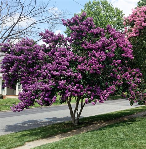 Lagerstroemia 'Zuni' Crepe Myrtle 8" Pot (Bush Form) - Hello Hello Plants