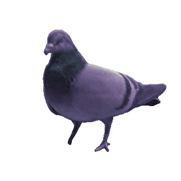 Pigeon Stickers - Find & Share on GIPHY