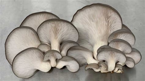 Bkw Mushrooms Bkw Az Grown