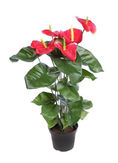 Anthurium Artificial Flowers Artificial Plants Artificial Plant Flower