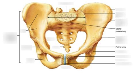 Anatomie Os Iliaque Diagram Quizlet