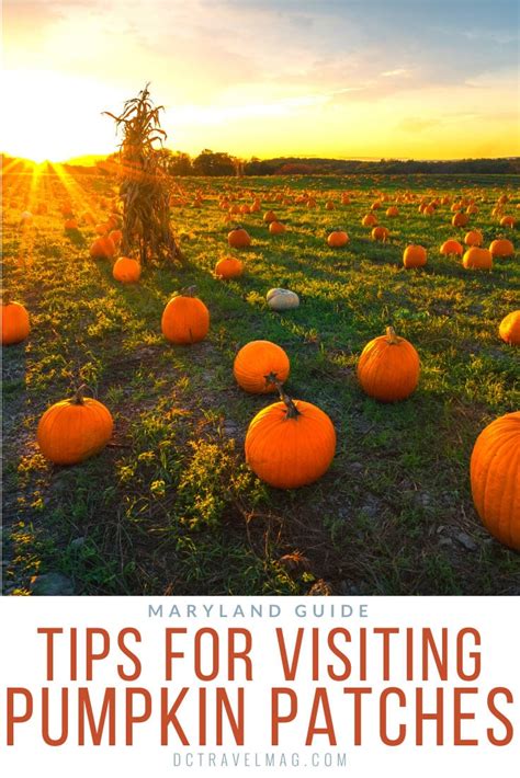 Discover 21 Amazing Pumpkin Patches In Maryland For Kids