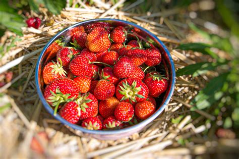 Erdbeeren In Graz Selber Pfl Cken Erdbeerfelder In Deiner N He