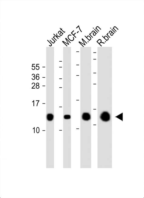 Fkbp A Purified Mouse Monoclonal Antibody Mab Wb E Buy Now