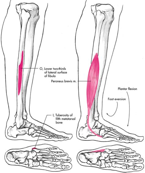 Anatomy Of The Peroneus Brevis Muscle Everything You Need To Know | Porn Sex Picture