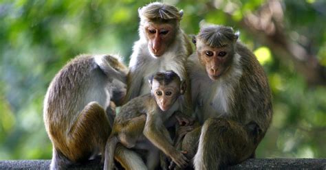 Sri Lanka Plan To Export Lakh Crop Raiding Monkeys To China Sparks