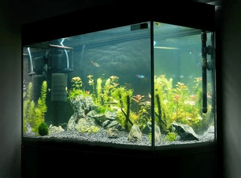 Aquarium Einrichten Tipps Und Tricks Zur Gestaltung