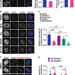 Aurora A Regulates The Recruitment Of The Spindle Assembly Checkpoint