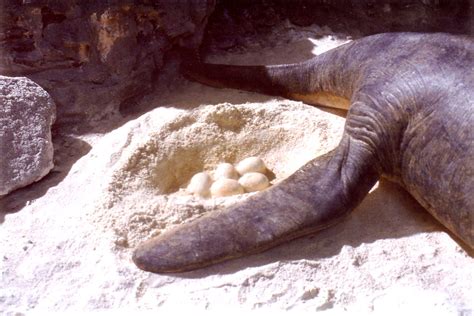 Plesiosaur Eggs The Plesiosaur Covers Her Eggs With Sand Norman Yeend Flickr