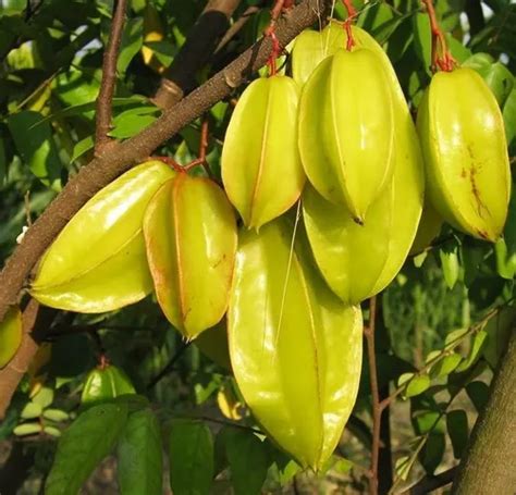 Carambola Mel Lindas Mudas Enxertadas MercadoLivre