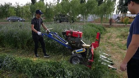 Alfalfa Cut Machine Alfalfa Reaper Alfalfa Cutter YouTube