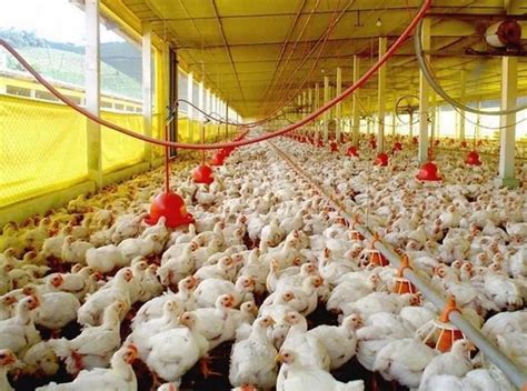 Producci N De Pollos Pas De Millones De Unidades En A