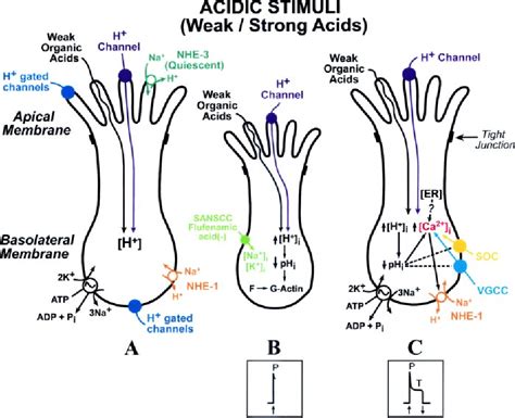 Figure 2 from Taste receptors in the gastrointestinal tract III. Salty ...