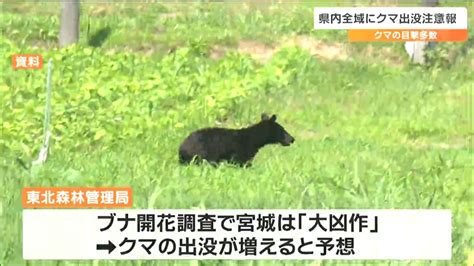 ブナの大凶作で増加か クマ目撃相次ぎ「出没注意報」宮城 Tbs News Dig