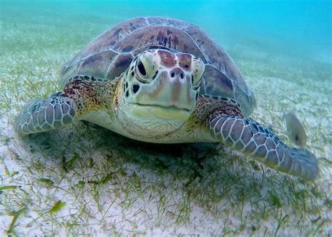 Swimming With Turtles In Akumal Mexico Anna Everywhere